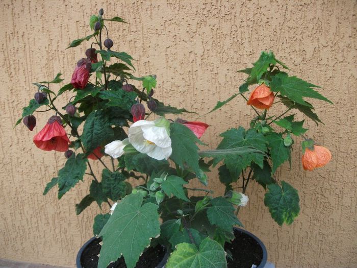 2013 377 - Abutilon