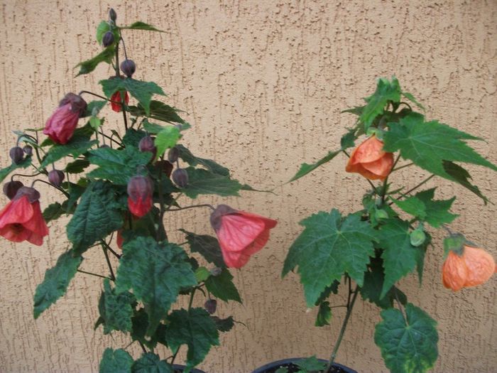 2013 379 - Abutilon