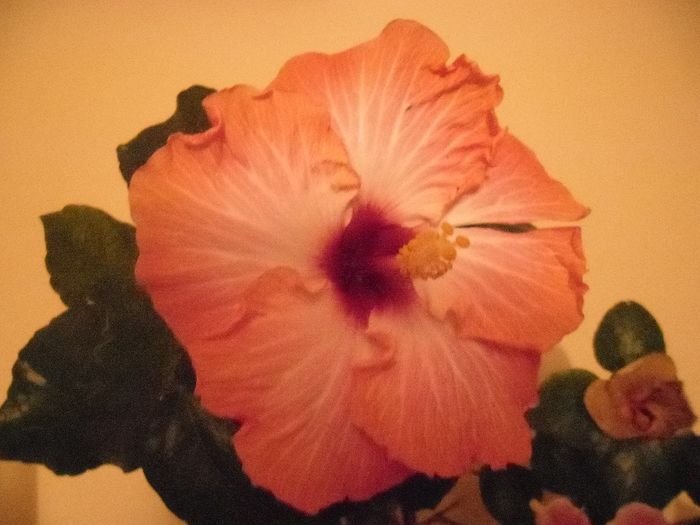 Chariod's of Fire - Hibiscus 2013-3