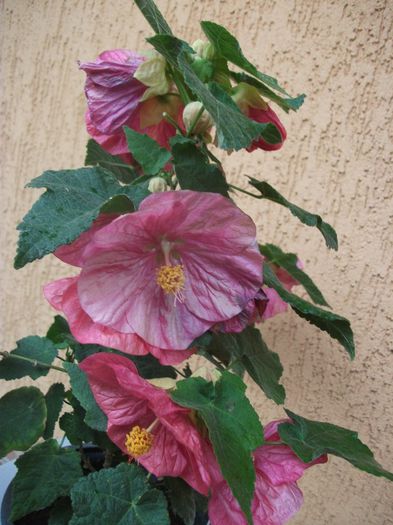 2013 381 - Abutilon