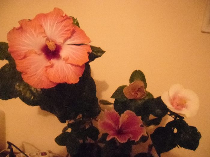 hibiscus grup - Hibiscus 2013-3