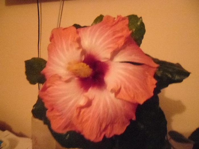 Chariod's of Fire - Hibiscus 2013-3