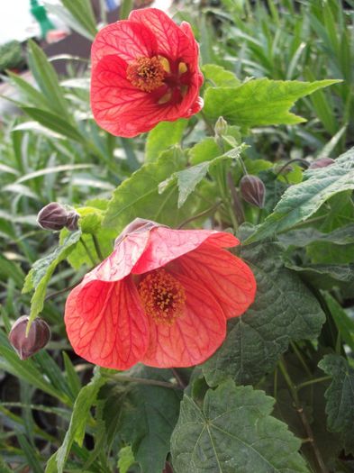 2013 270 - Abutilon