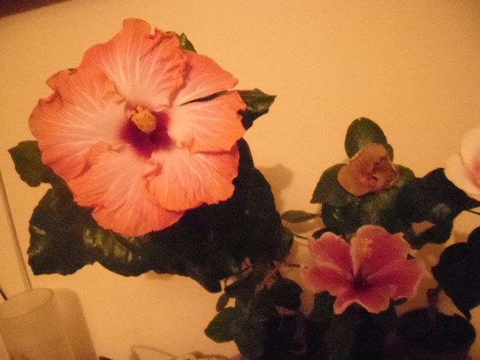 hibiscus grup - Hibiscus 2013-3