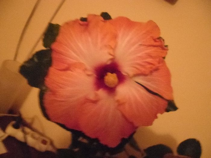 177 - Hibiscus 2013-3