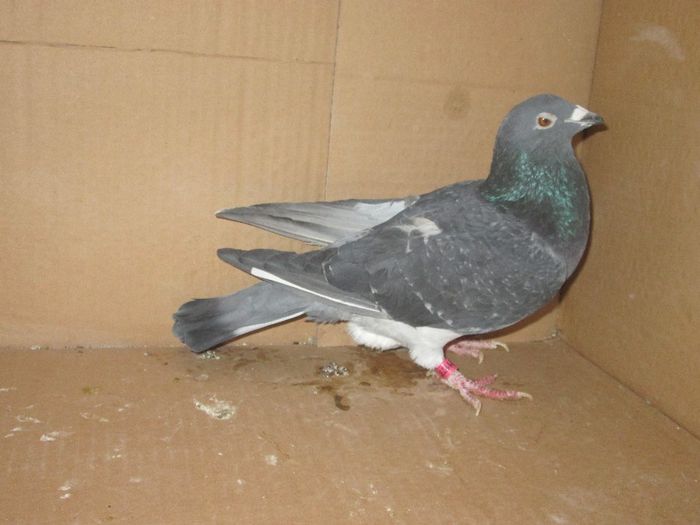 Jules Raycard+Fabry+Stichelbaut