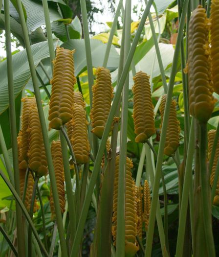 Calathea Crotalifera