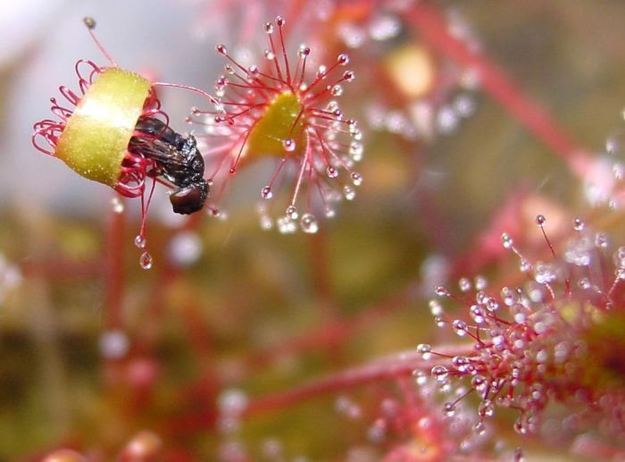drosera carnivora