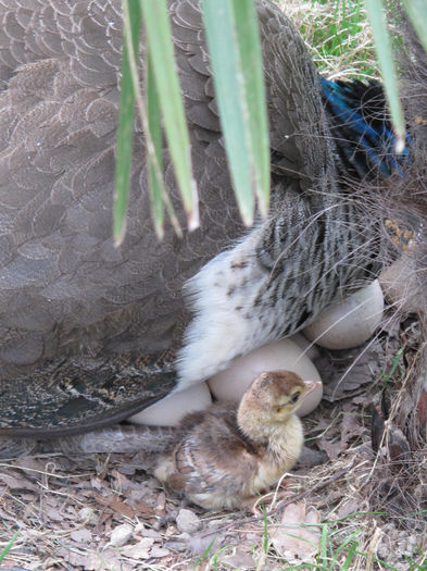 6 vanzari OUA de pauni - vanzaripauni