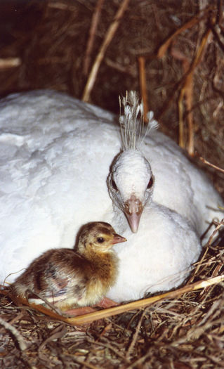 poze NET - 6 vanzari OUA de pauni