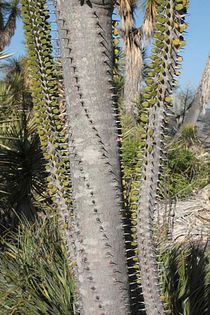 Madagascar ocotillo - a-alte seminte rare
