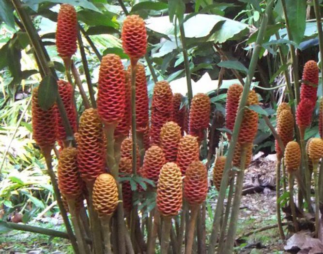 zingiber spectabile - a-alte seminte rare