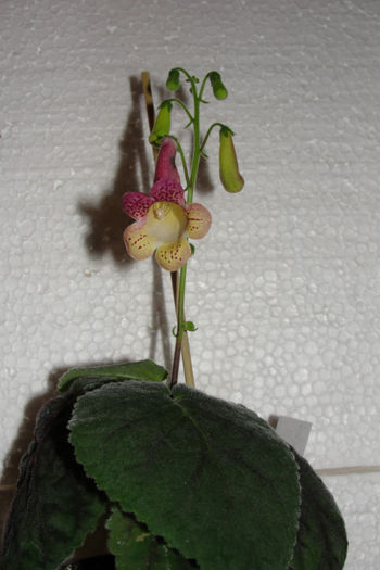 Hybrid - Smithiantha