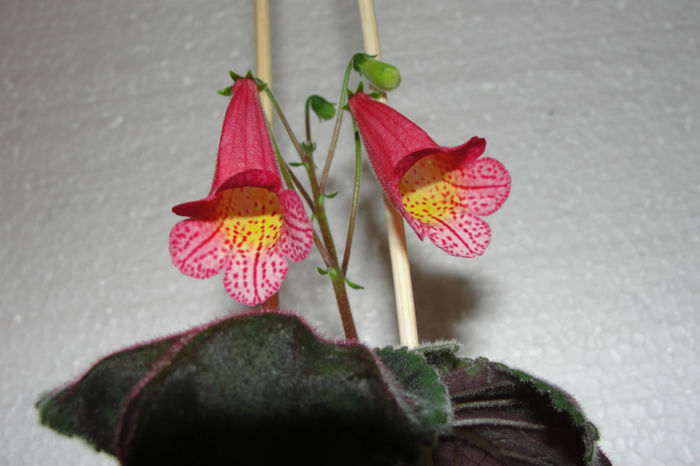 Hybrid - Smithiantha