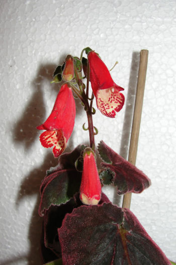 Sassy Redhead - Smithiantha