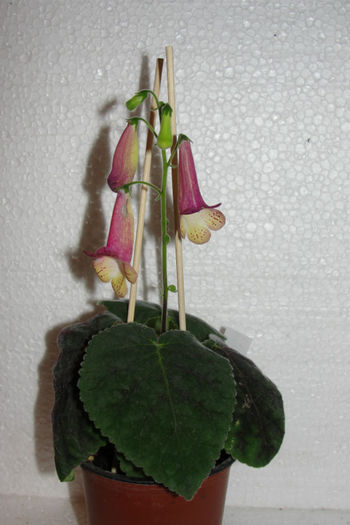 hybrid - Smithiantha