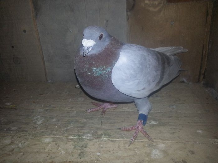 Speriatu; Trei fonduri zburate ca pui!
