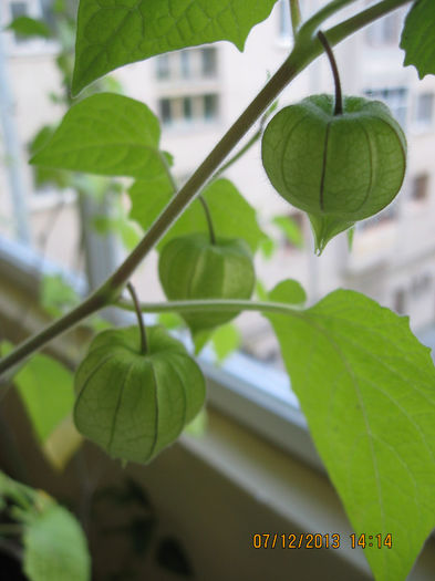 si fructifica fara polenizare artificiala. - 3 PHYSALIS PERUVIANA