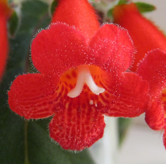 IMG_2645-1 - KOHLERIA MEA