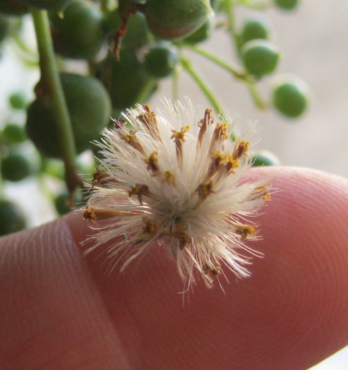 IMG_2737 - Senecio rowleyanus-inflorire