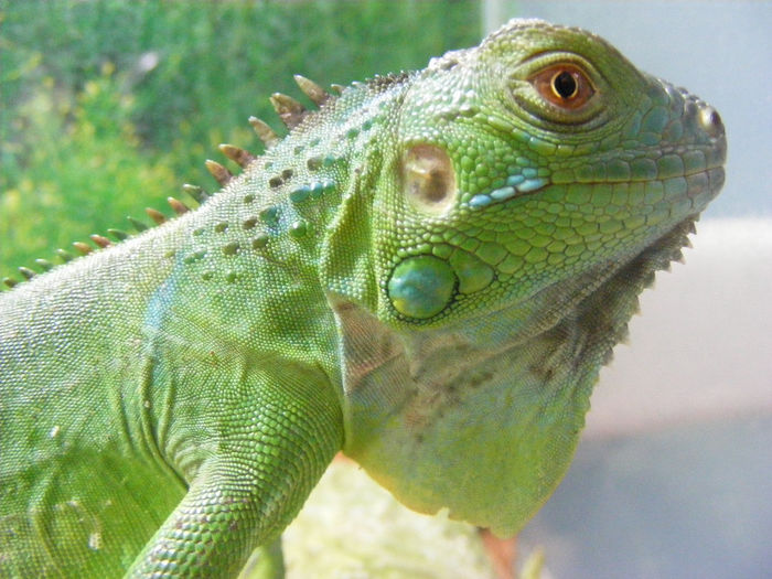 GRIGORE, iguana verde - CU SANGE RECE