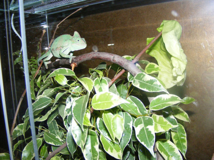 RANGA, cameleonul calyptratus