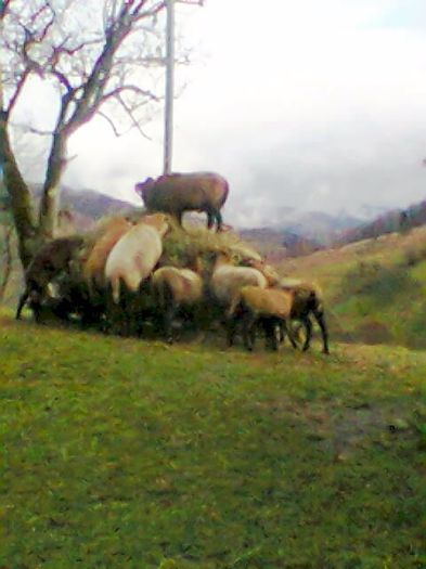 Fotogr.0313 - vand 4 bucatioi de camerun cu miel langa ele