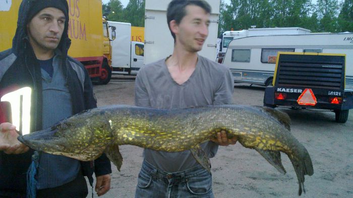 1m si 20cm; o stiuca adevarata :D
