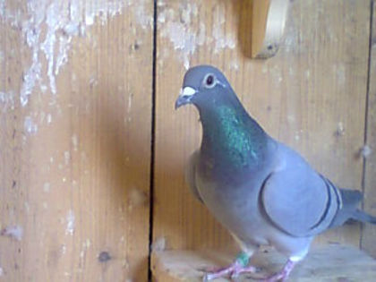 Fotografie0106 - porumbei