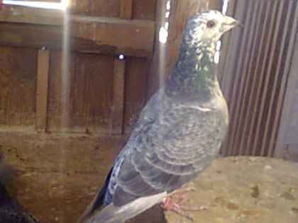 Fotografie0090 - porumbei