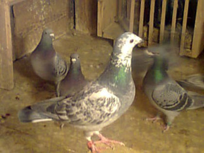 Fotografie0091 - porumbei