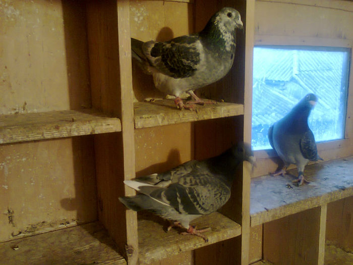 Fotografie0130 - porumbei