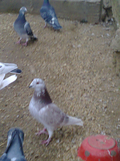 NES 20130483 - Copy - PORUMBEI VOIAJORI  si de vanzare