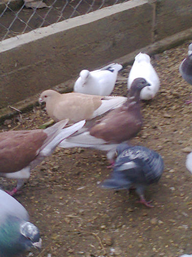 NES 20130485 - Copy - PORUMBEI VOIAJORI  si de vanzare