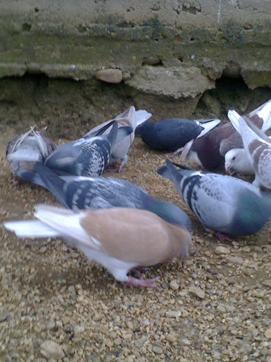 NES 20130487 - PORUMBEI VOIAJORI  si de vanzare