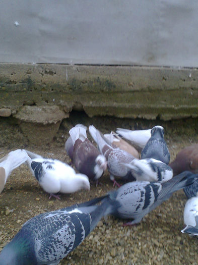 NES 20130489 - PORUMBEI VOIAJORI  si de vanzare