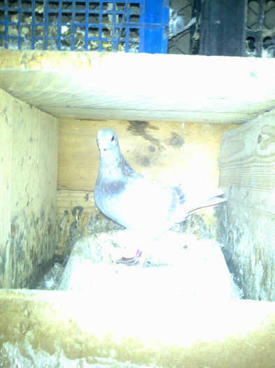 NES 20130490 - PORUMBEI VOIAJORI  si de vanzare