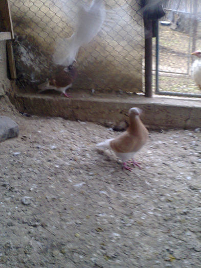 NES 20130492 - PORUMBEI VOIAJORI  si de vanzare