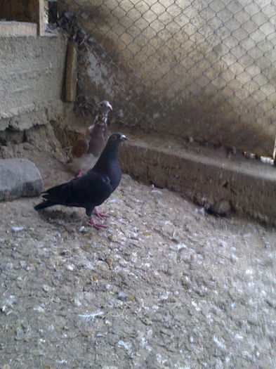 NES 20130495 - PORUMBEI VOIAJORI  si de vanzare