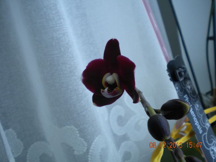 ; Prima floricica de BJ din acest sezon.
