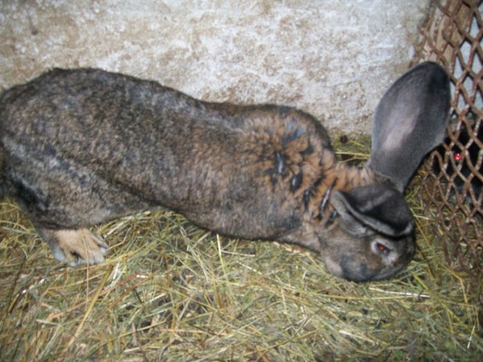 100_1441 - Urias German Gri