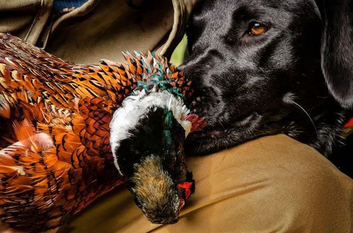 923204_10152526059753538_1311148292_n