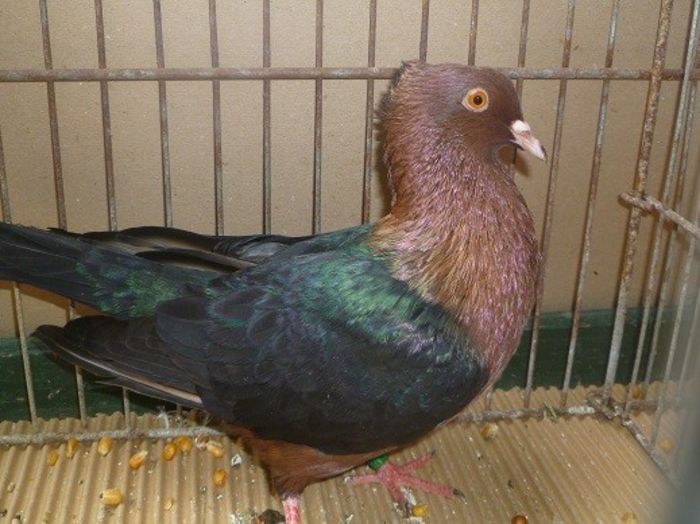 201 - Pt Admiratorii rasei 2