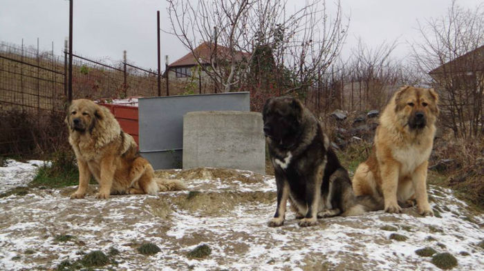 Adjaria cu ficele ei Eva si Elba; Ficele lui Adjaria si bai din prima monta.
