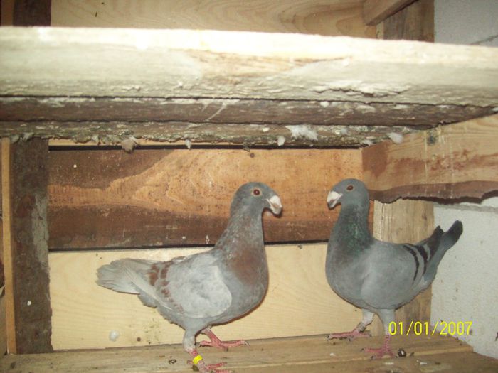 frati dar nu de odata