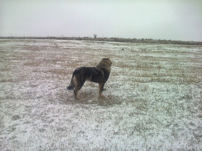 Fénykép1988 - CIOBANESC CAUCAZIAN FEMELA