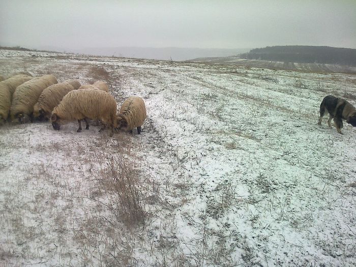 Fénykép1989 - CIOBANESC CAUCAZIAN FEMELA
