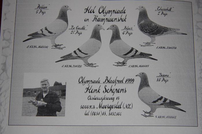 H.Schepens olimpiada Blackpool; Henk Schepens cu 5 porumbei prezenti la olimpiada de la Blackpool in 1999. Masculul din dreapta sus este Churchill, loc. 2 in olimpiada la allround, si din care detin la matca 2 nepoti si 2 stranepoti
