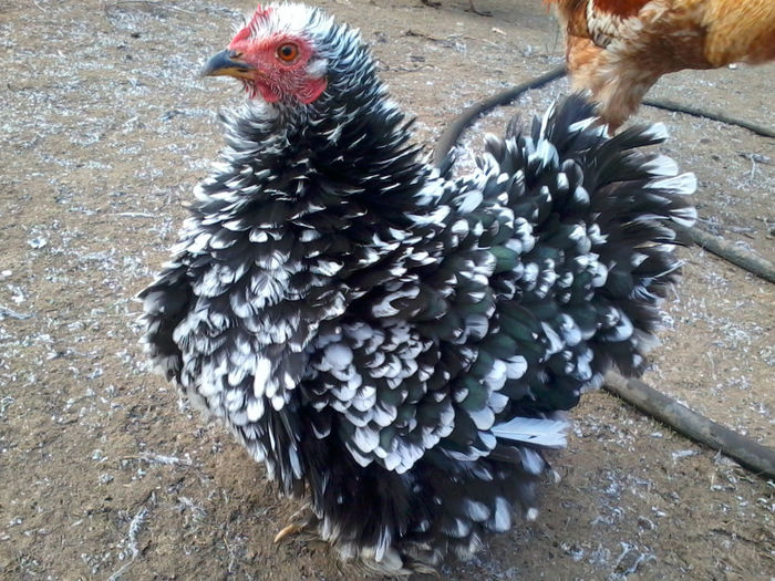 Cochinchina pitic frezat; 2013-12-05 11.14.40
