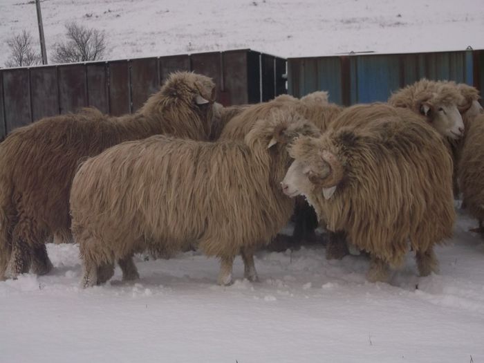 Picture 1530 - 0- Balii La Zapada 2013-2014